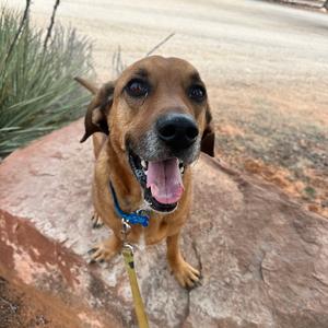 Brad, Hound, Basset, adult, available for adoption