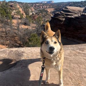 Abby Cadabby, Husky, senior, available for adoption