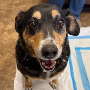 Angel, Shepherd, senior, available for adoption