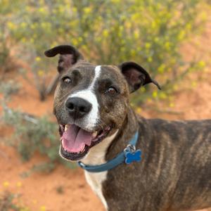 Brahms, Boxer, adult, available for adoption