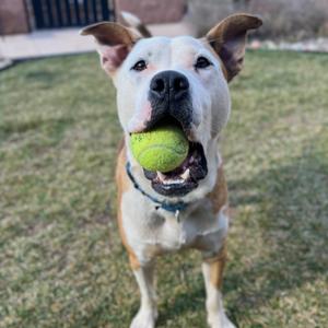 Axl, Terrier, American Staffordshire, young, available for adoption