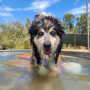 Archo, Malamute, Alaskan, senior, available for adoption