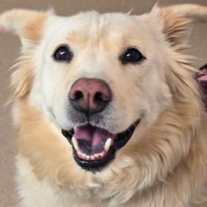 Blondie, Retriever, Labrador, senior, available for adoption