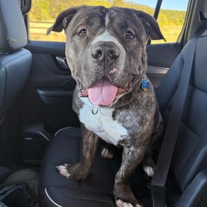Bibble, Bulldog, American, adult, available for adoption