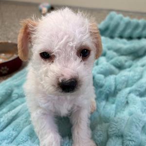 Biscuit, Pekingese, available for adoption