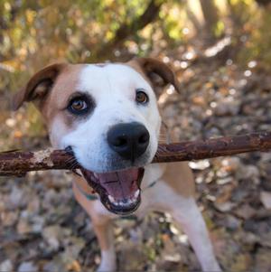 Belinda Carlisle, Shepherd, Australian, adult, available for adoption