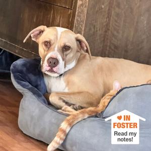 Bodie, Terrier, American Pit Bull, adult, available for adoption