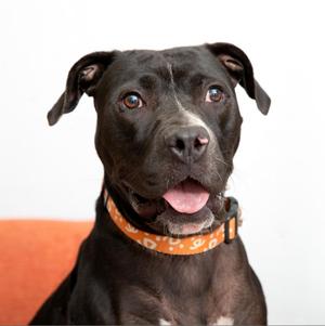 Boba, Terrier, American Staffordshire, senior, available for adoption