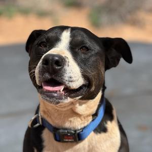 Betty White, Terrier, American Pit Bull, adult, available for adoption