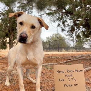 Baja Blast, Retriever, Labrador, adult, available for adoption