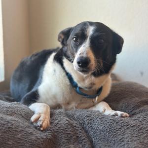 Bay Leaf, Sheepdog, Mcnab, adult, available for adoption