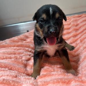 Autumn Beauty, Shepherd, available for adoption
