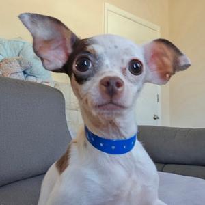Bean, Chihuahua, young, available for adoption