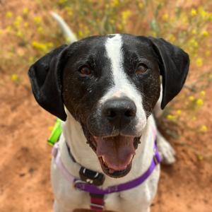 Boston, Hound, adult, available for adoption