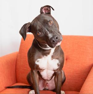 Apollo, Terrier, American Staffordshire, senior, available for adoption