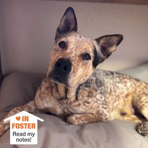 Bingo, Cattle Dog, Australian (Red Heeler), adult, available for adoption