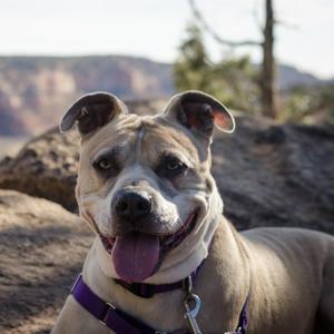 Barat, Terrier, American Pit Bull, senior, available for adoption