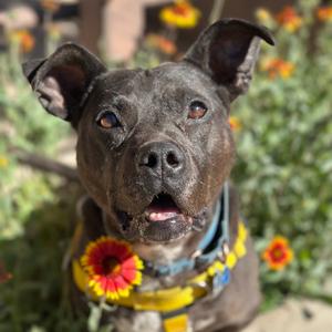 Bea Arthur, Terrier, Pit Bull, senior, available for adoption