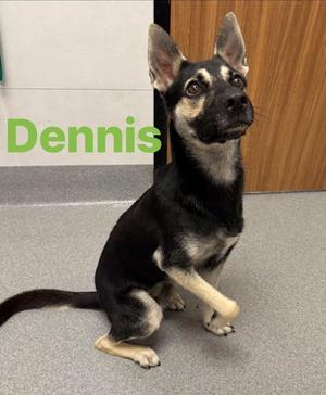 Dennis, German Shepherd Dog Mix, available for adoption