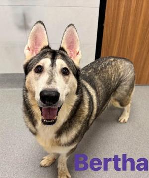 Bertha, Alaskan Husky Mix, available for adoption