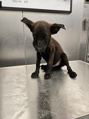 Howldon, Yorkshire Terrier Mix, available for adoption
