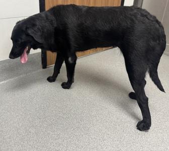 Elvira, Labrador Retriever Mix, available for adoption