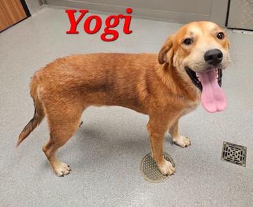 Yogi, Labrador Retriever Mix, available for adoption