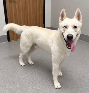 A white dog with blue eyes and a pink tongue standing on a gray floor