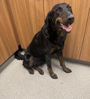 Ember, Labrador Retriever Mix, available for adoption