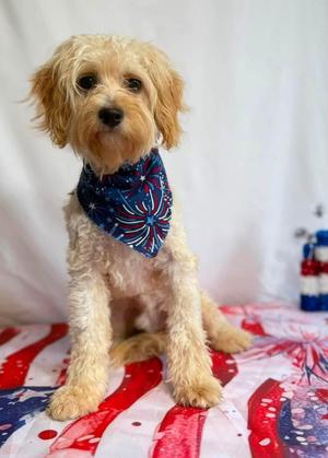 Fred, Cavachon, puppy, available for adoption