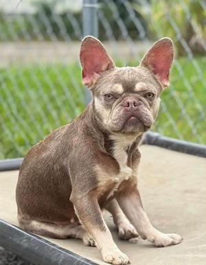 A brown French bulldog sitting on a concrete surface with a chain-link fence in the background.