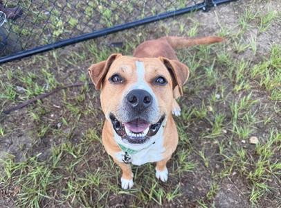 A brown and white dog with a happy expression, standing on grass and looking up at the camera.