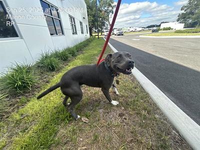 AUGIE, American Pit Bull Terrier, adult, available for adoption