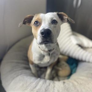 A brown and white dog sitting in a dog bed.