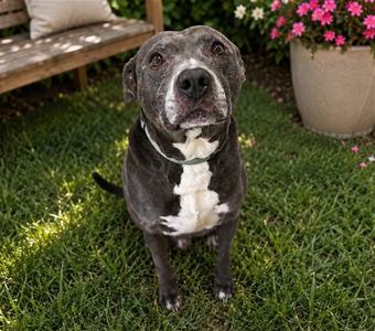 BENNY, American Pit Bull Terrier, adult, available for adoption