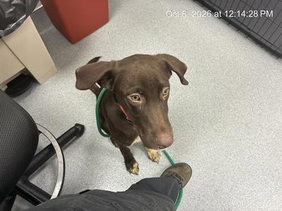 A391598, Labrador Retriever, young, available for adoption