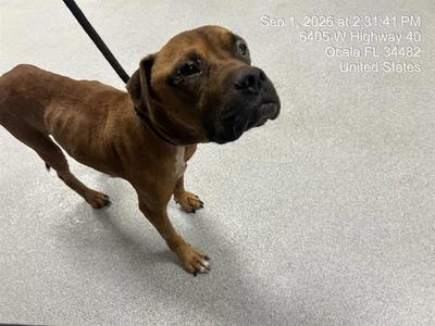 BARTHOLOMEW, Boxer / American Pit Bull Terrier, senior, available for adoption