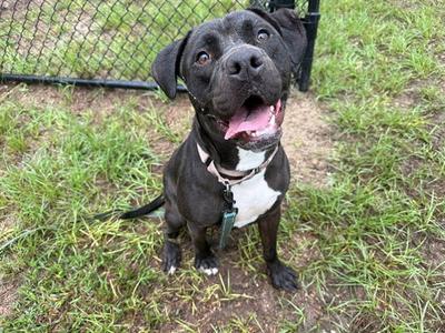 BARON, American Pit Bull Terrier / Labrador Retriever, adult, available for adoption