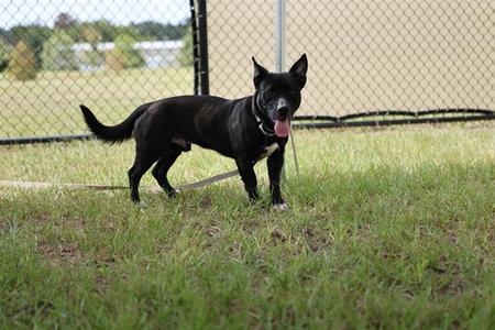 ASTRA, Labrador Retriever, young, available for adoption