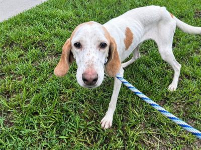 A391713, Treeing Walker Coonhound, adult, available for adoption