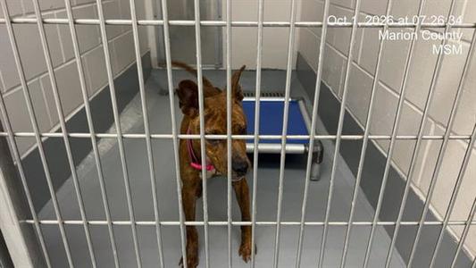 APPLE BETTY, American Staffordshire Terrier, adult, available for adoption