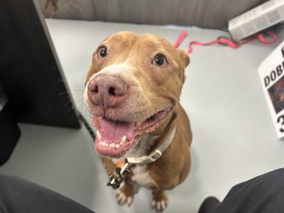 AZAREAL, American Pit Bull Terrier, adult, available for adoption