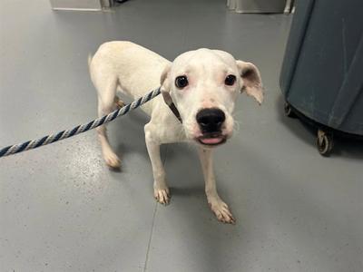 A white dog on a leash standing on a gray floor