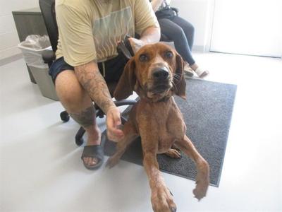 ALANI, Redbone Coonhound, young, available for adoption