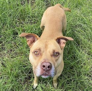 A light brown dog with floppy ears standing on grass, looking up at the camera.