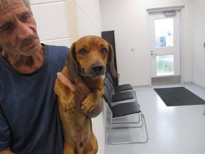 A391910, Dachshund / Chihuahua, adult, available for adoption