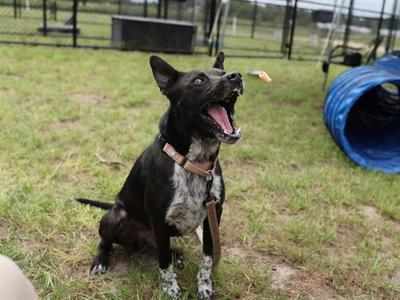 ALFIE, Labrador Retriever, adult, available for adoption