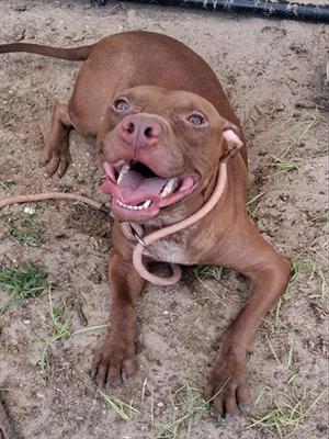 A brown dog lying on the ground with its mouth open, showing its teeth and tongue.