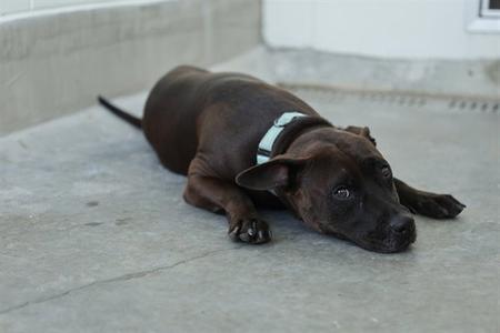 A brown dog lying on a concrete surface, wearing a light blue collar.