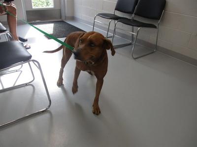 BAILEY, Catahoula Leopard Dog, adult, available for adoption